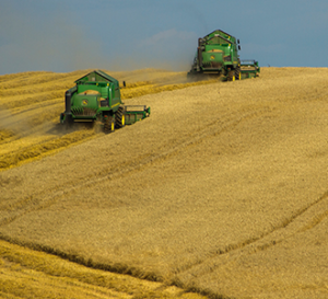 combines in the field