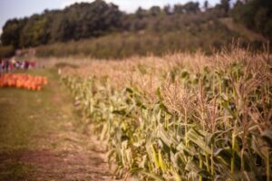 fall cornfield