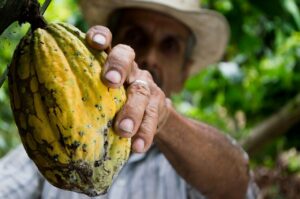 Farmer holding a cocoa pod.